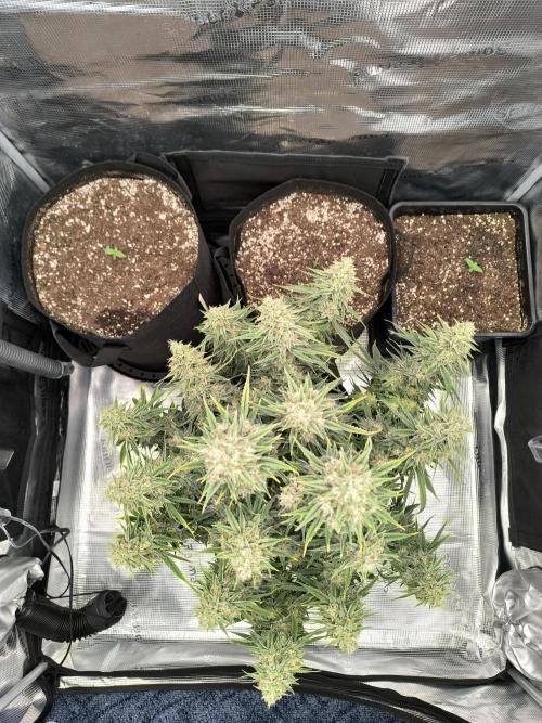 ALL GAS OG AUTO. Week 9