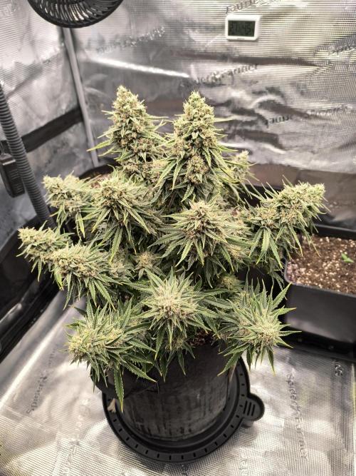 ALL GAS OG AUTO. Week 9