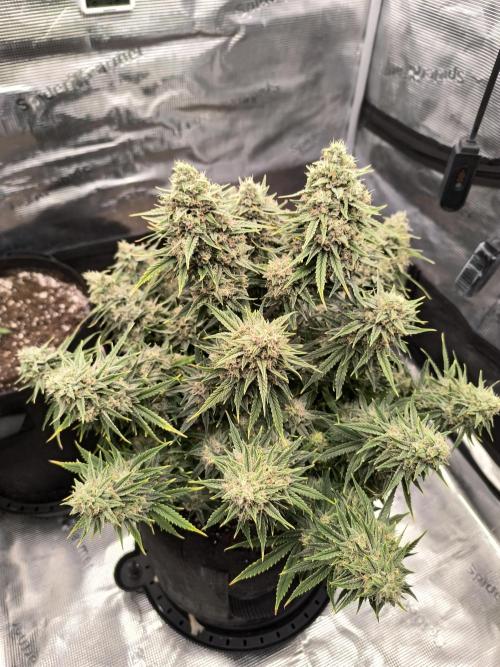 ALL GAS OG AUTO. Week 9