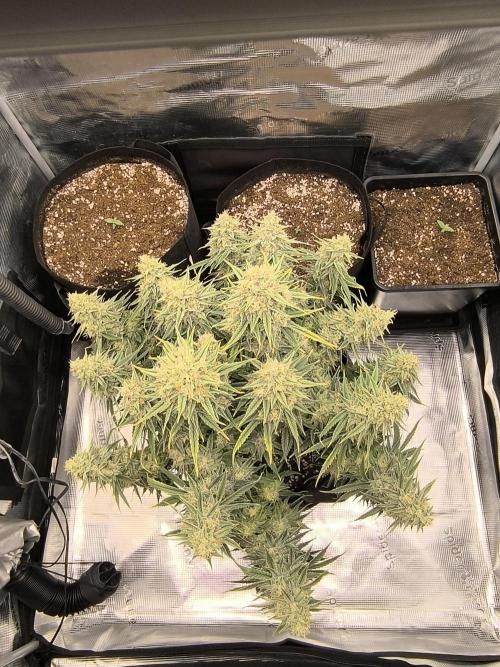 ALL GAS OG AUTO. Week 9