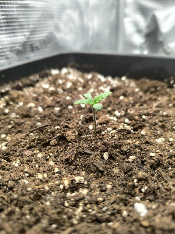 SPECIAL QUEEN 1. Week 1