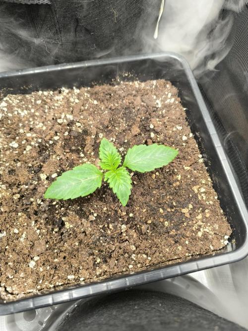 SPECIAL QUEEN 1. Week 2