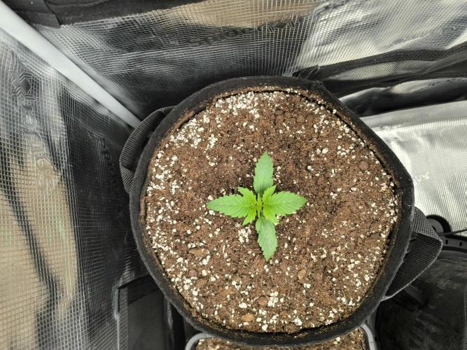 ALL GAS OG AUTO II.. Week 2