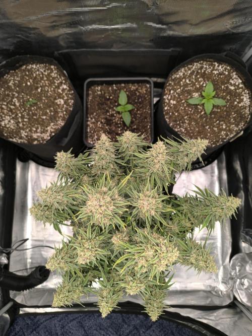 ALL GAS OG AUTO II.. Week 2