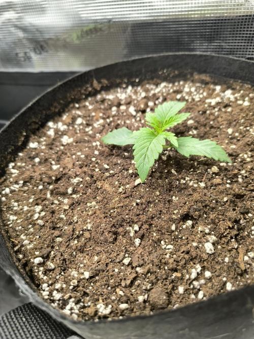 ALL GAS OG AUTO II.. Week 2