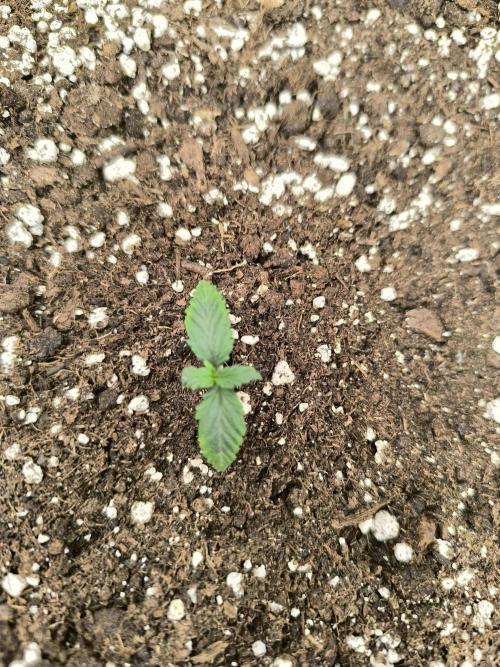 ALL GAS OG AUTO II.. Week 2