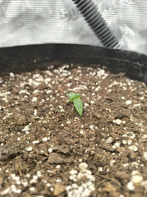 ALL GAS OG AUTO II.. Week 2