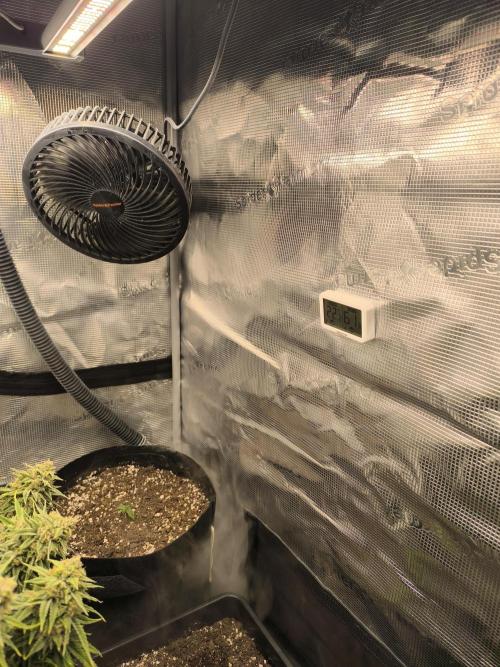 ALL GAS OG AUTO II.. Week 2