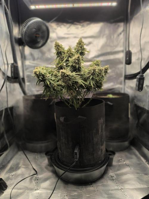 ALL GAS OG AUTO. Week 10