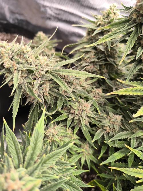 ALL GAS OG AUTO. Week 10