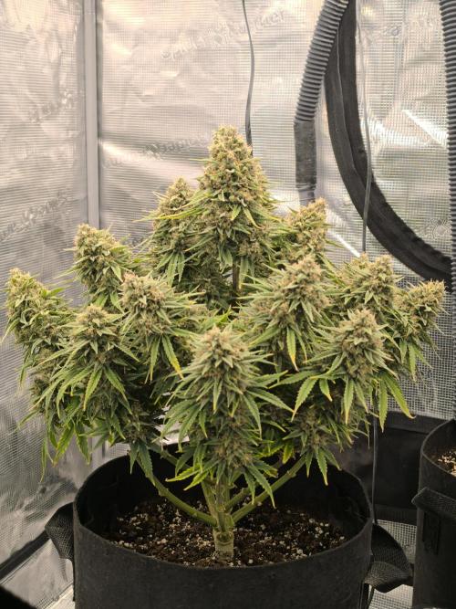 ALL GAS OG AUTO. Week 10