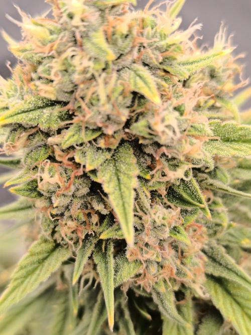 ALL GAS OG AUTO. Week 10