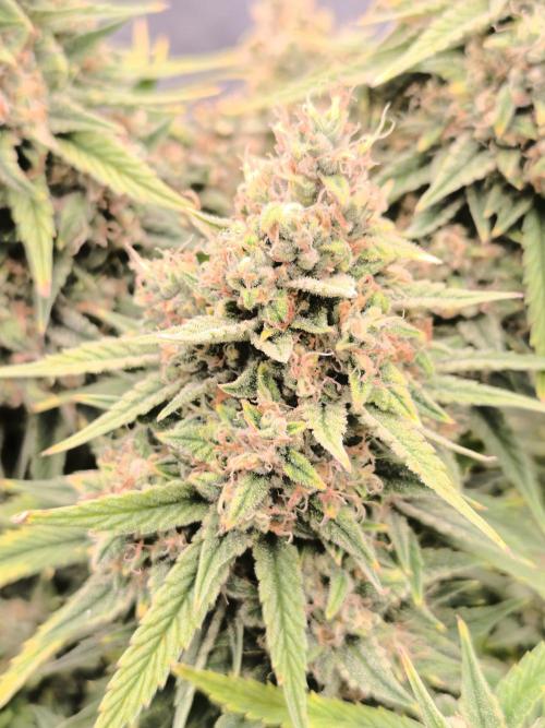 ALL GAS OG AUTO. Week 10