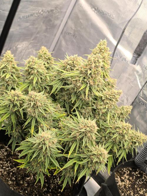 ALL GAS OG AUTO. Week 10