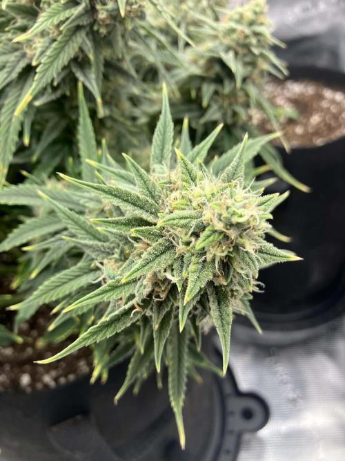 ALL GAS OG AUTO. Week 10