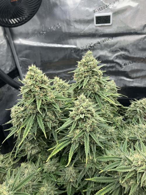 ALL GAS OG AUTO. Week 10