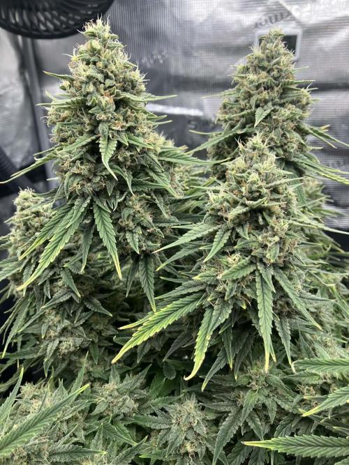 ALL GAS OG AUTO. Week 10