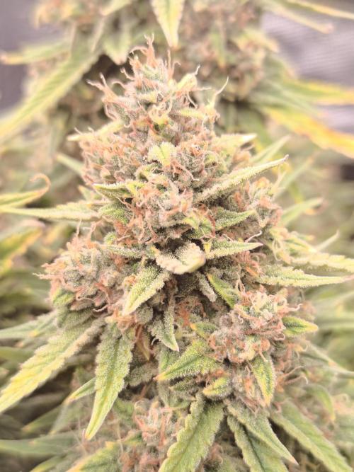 ALL GAS OG AUTO. Week 11