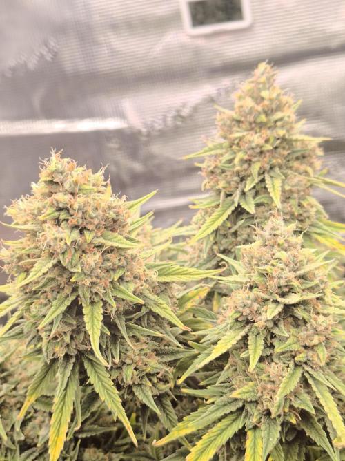 ALL GAS OG AUTO. Week 11