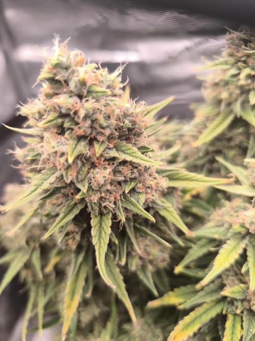 ALL GAS OG AUTO. Week 11