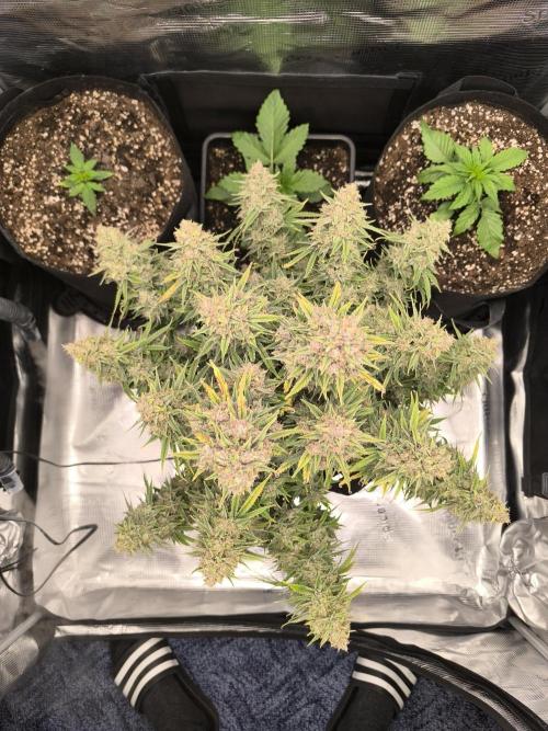 ALL GAS OG AUTO. Week 11