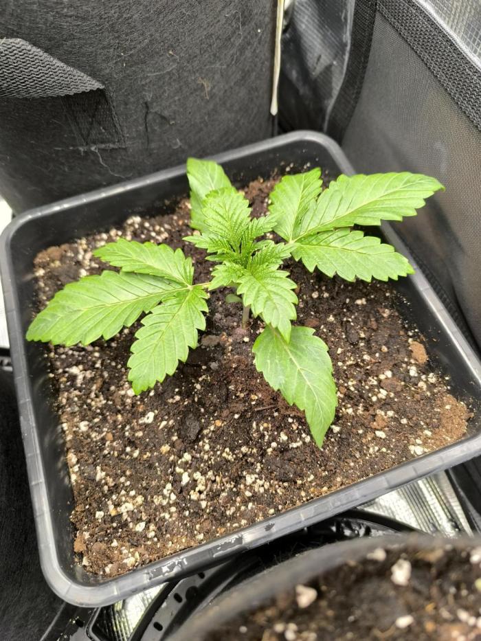 SPECIAL QUEEN 1. Week 3