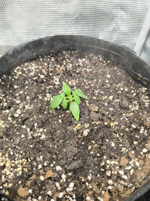 ALL GAS OG AUTO II.. Week 3 - #2