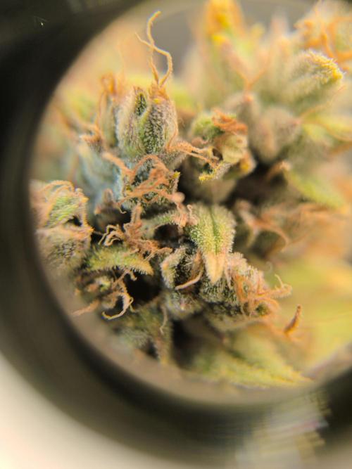 ALL GAS OG AUTO. Week 12