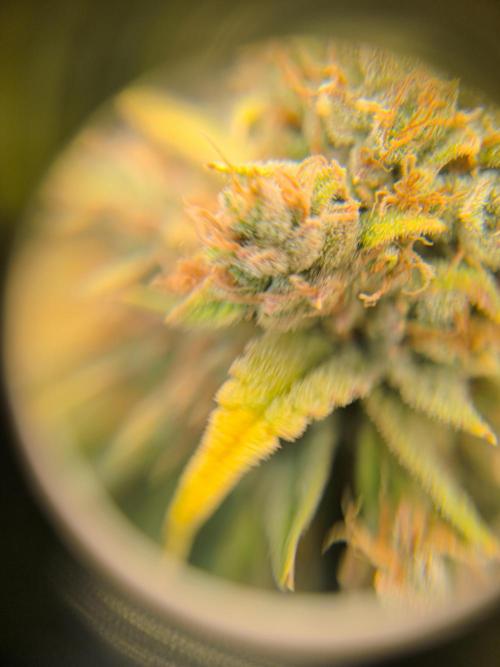 ALL GAS OG AUTO. Week 12