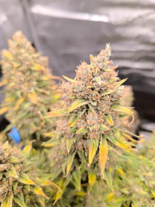 ALL GAS OG AUTO. Week 12