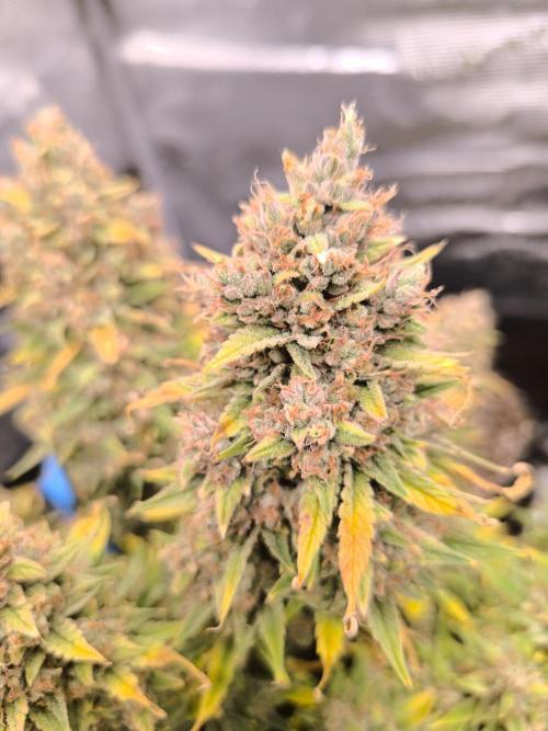 ALL GAS OG AUTO. Week 12