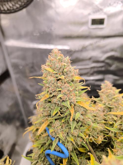 ALL GAS OG AUTO. Week 12