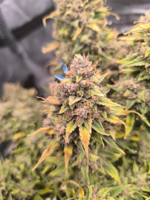 ALL GAS OG AUTO. Week 12