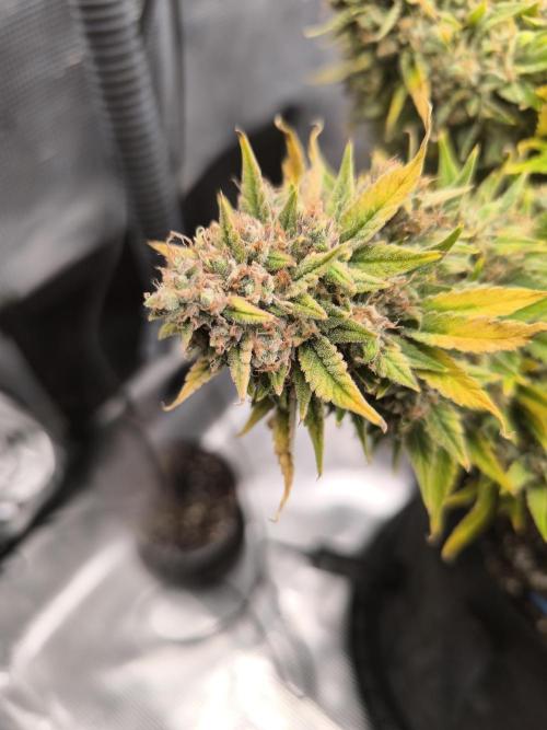 ALL GAS OG AUTO. Week 12