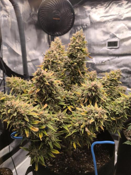 ALL GAS OG AUTO. Week 12