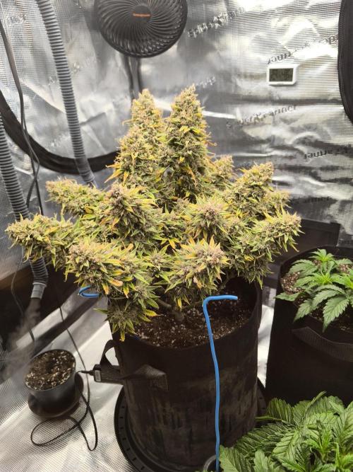 ALL GAS OG AUTO. Week 12