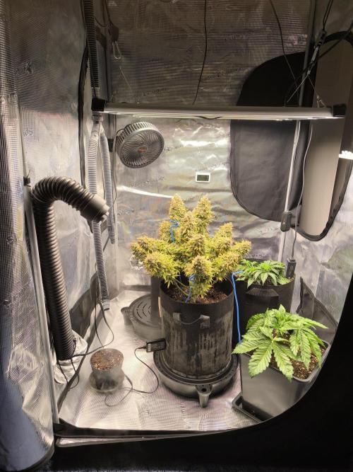 ALL GAS OG AUTO. Week 12