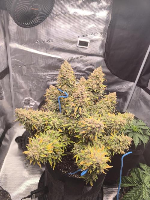 ALL GAS OG AUTO. Week 12