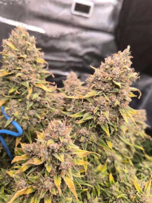 ALL GAS OG AUTO. Week 12