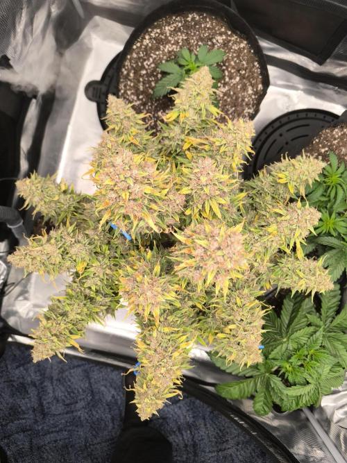 ALL GAS OG AUTO. Week 12