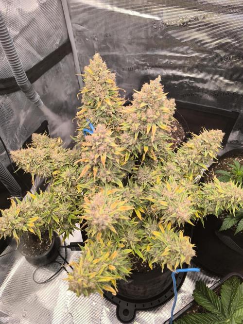 ALL GAS OG AUTO. Week 12