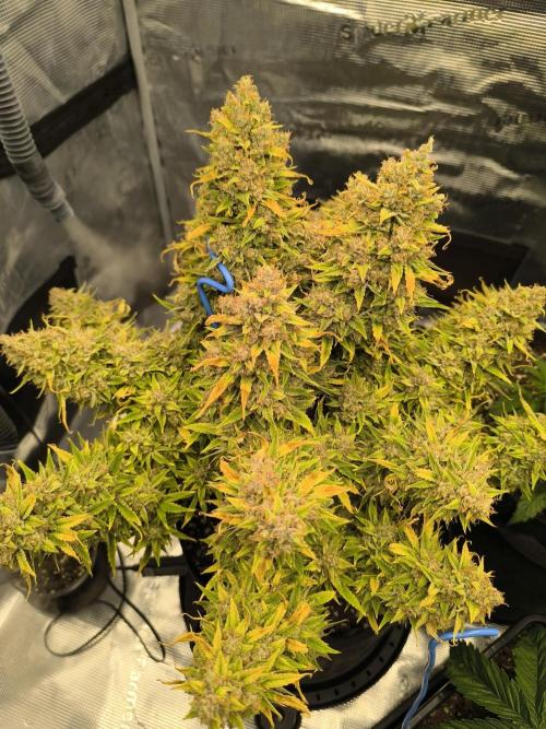 ALL GAS OG AUTO. Week 12