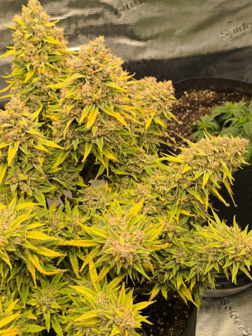 ALL GAS OG AUTO. Week 12