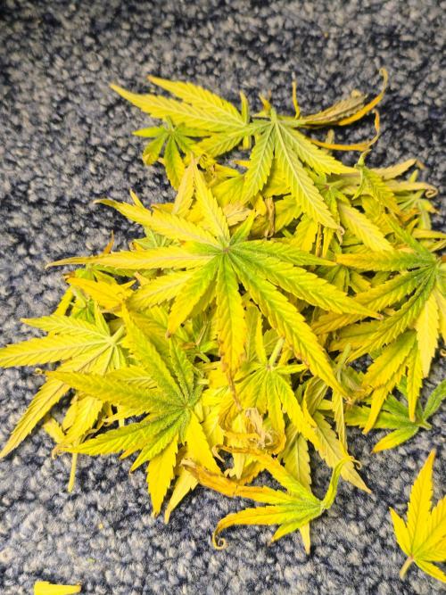 ALL GAS OG AUTO. Week 12