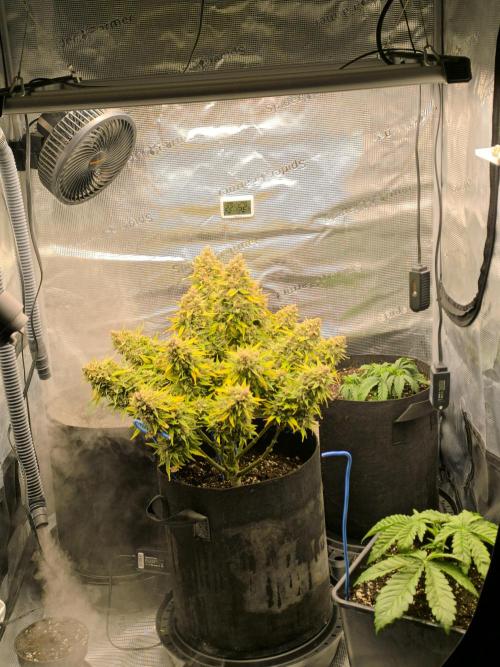 ALL GAS OG AUTO. Week 12