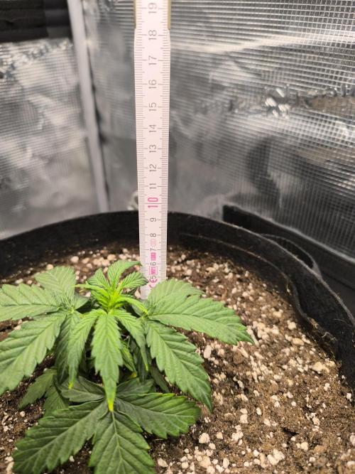 ALL GAS OG AUTO II.. Week 4 - #2