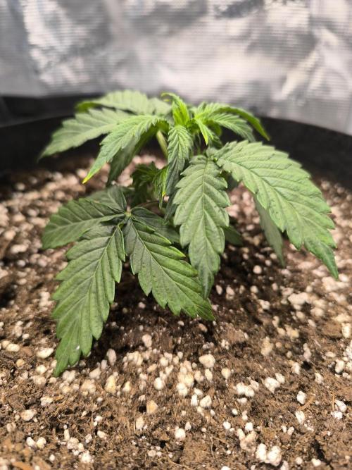 ALL GAS OG AUTO II.. Week 4 - #2