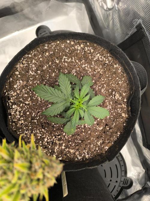 ALL GAS OG AUTO II.. Week 4 - #2