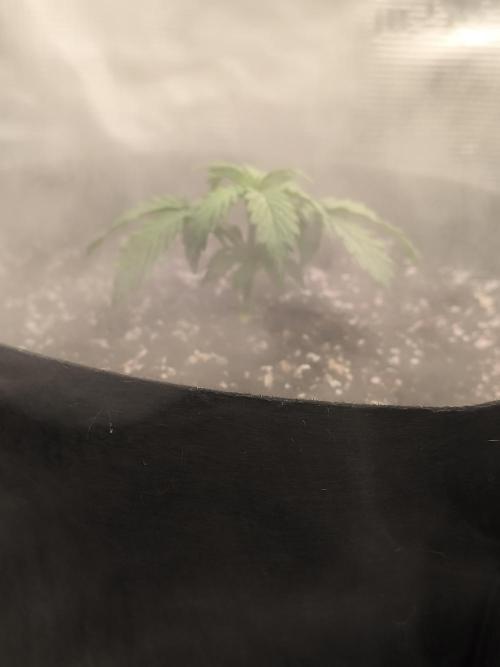 ALL GAS OG AUTO II.. Week 4 - #2