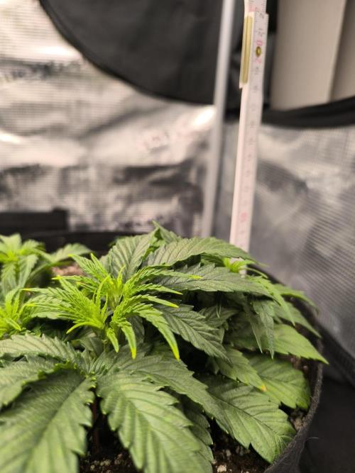 ALL GAS OG AUTO II.. Week 4 - #1